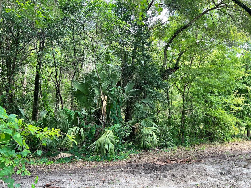 a view of a yard with plants and large trees