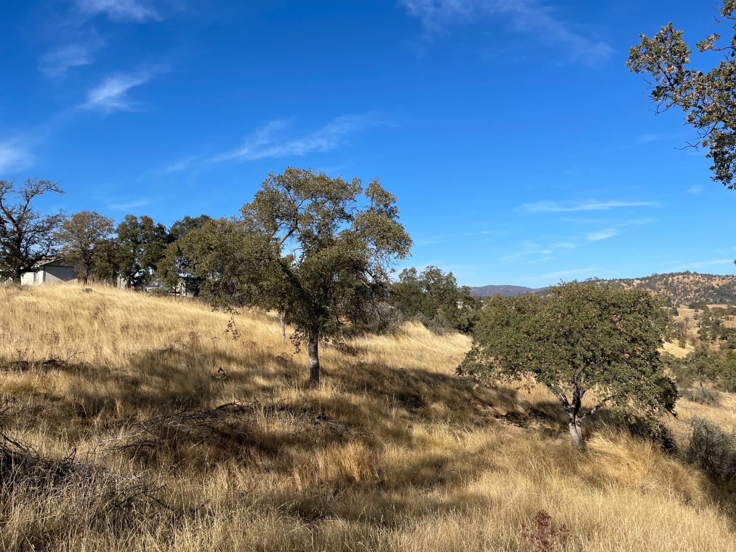 a view of a field with a tree in the background