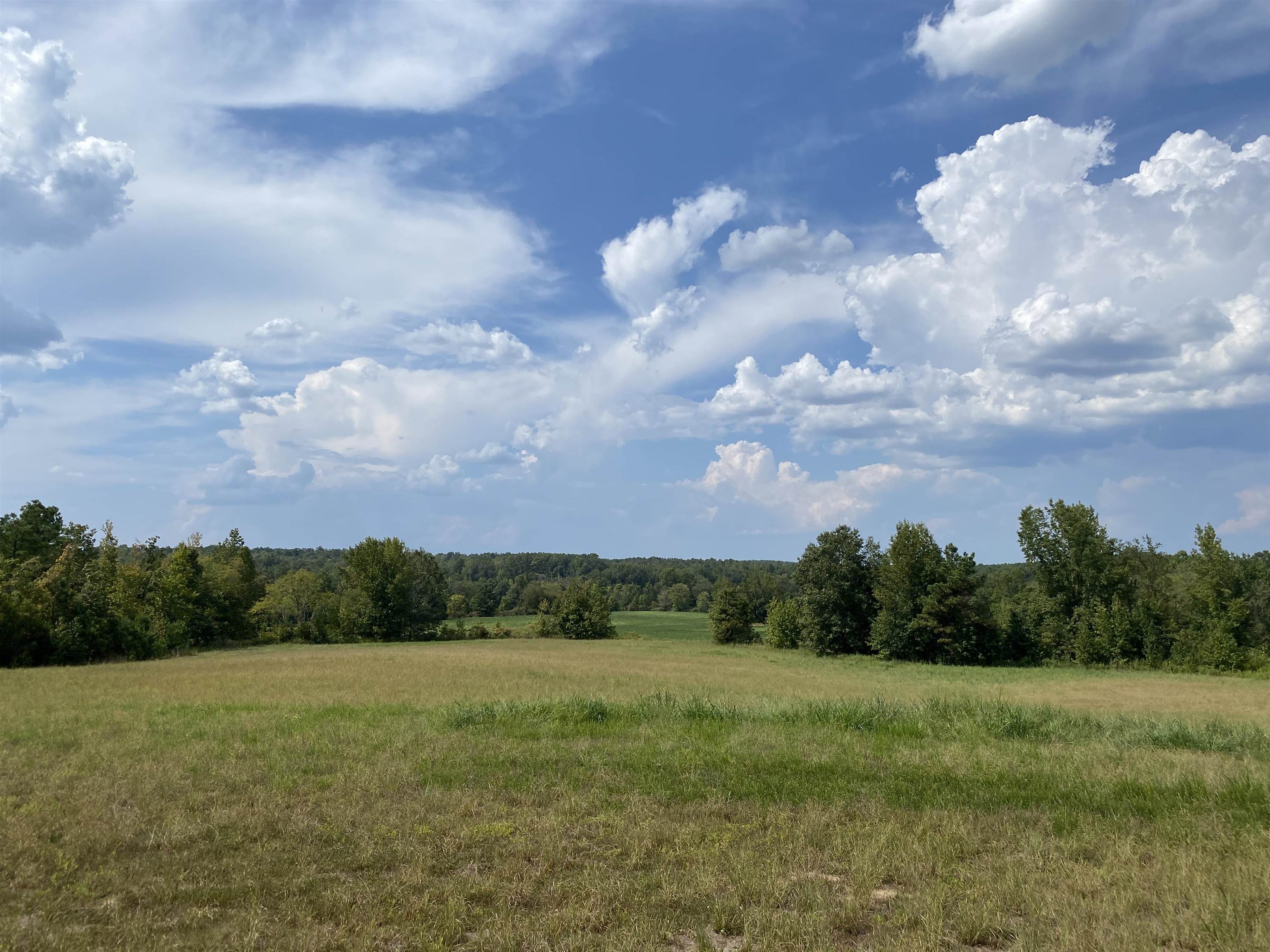 a view of a big yard with a large trees