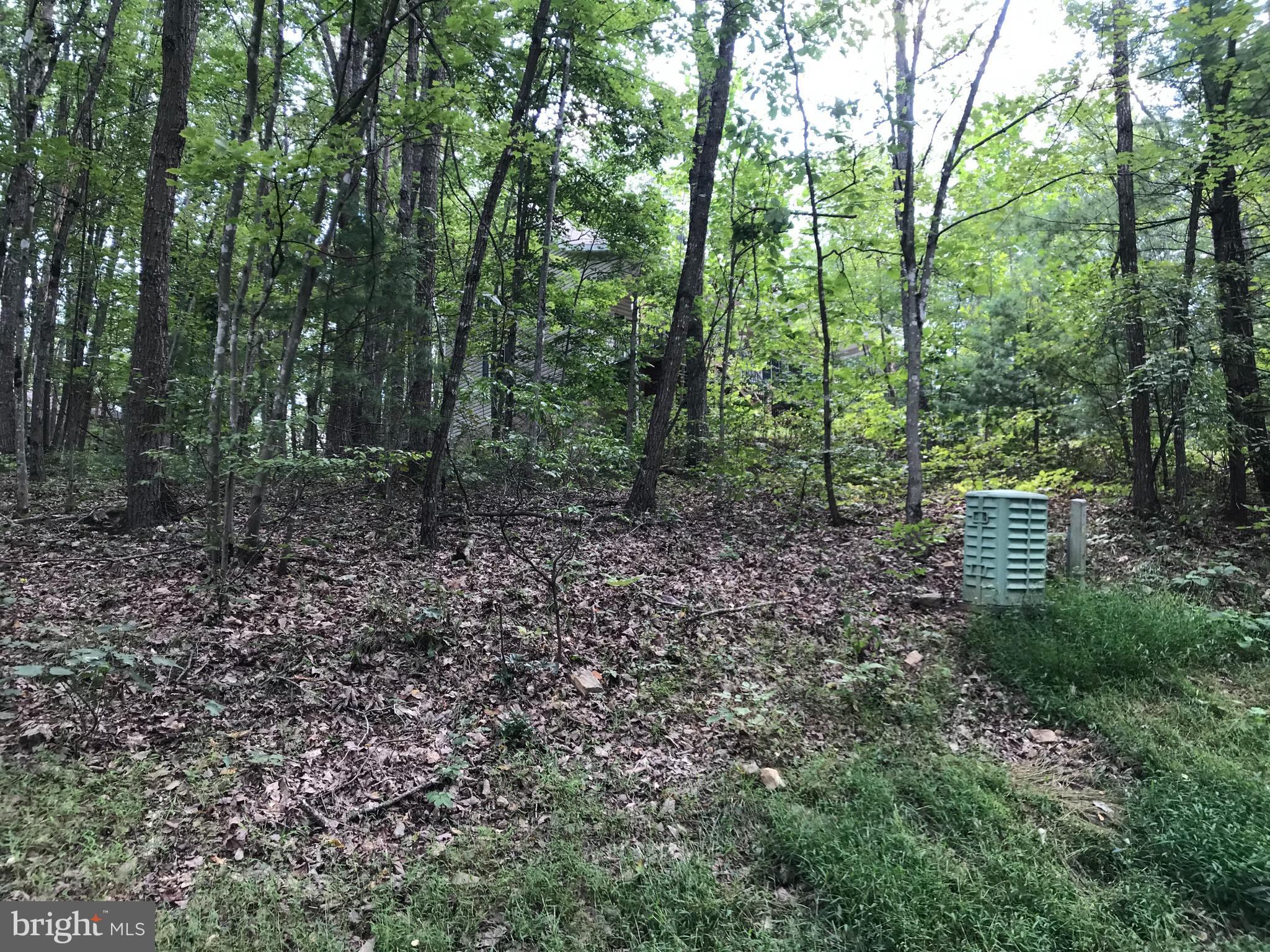 a view of a forest filled with trees