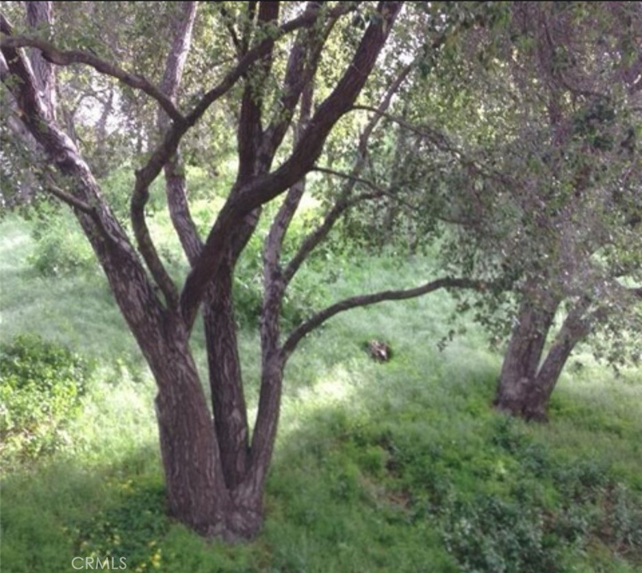 a view of a tree in a yard