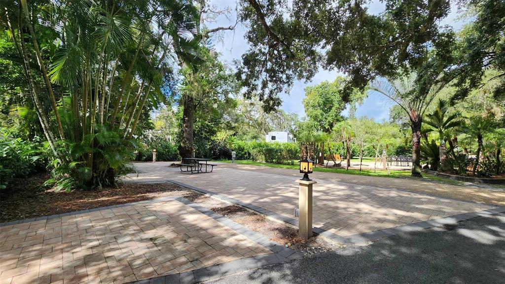 a street view with large trees