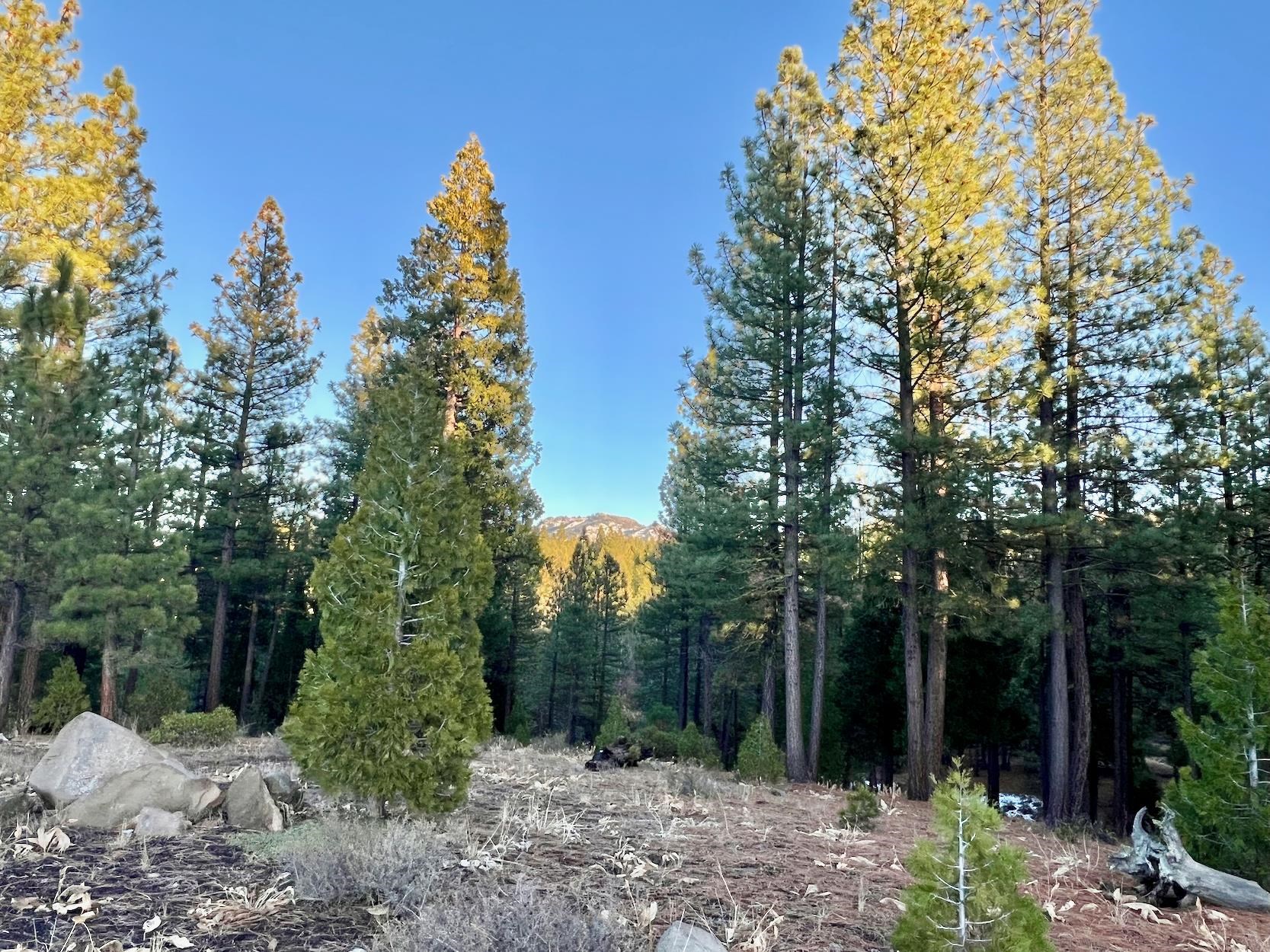 a view of a forest with trees