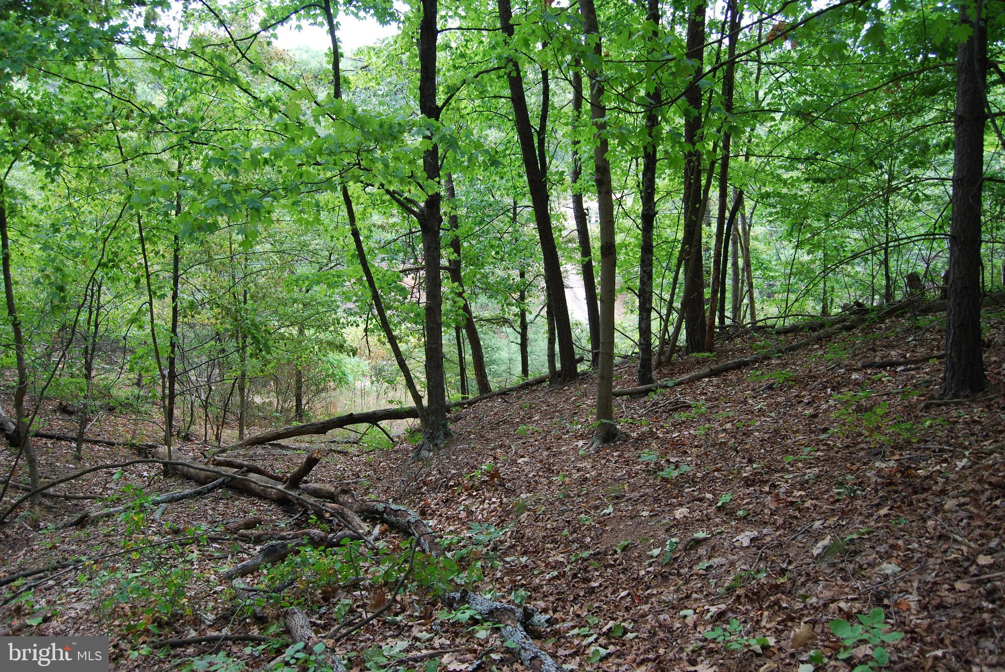 a view of outdoor space with lots of trees