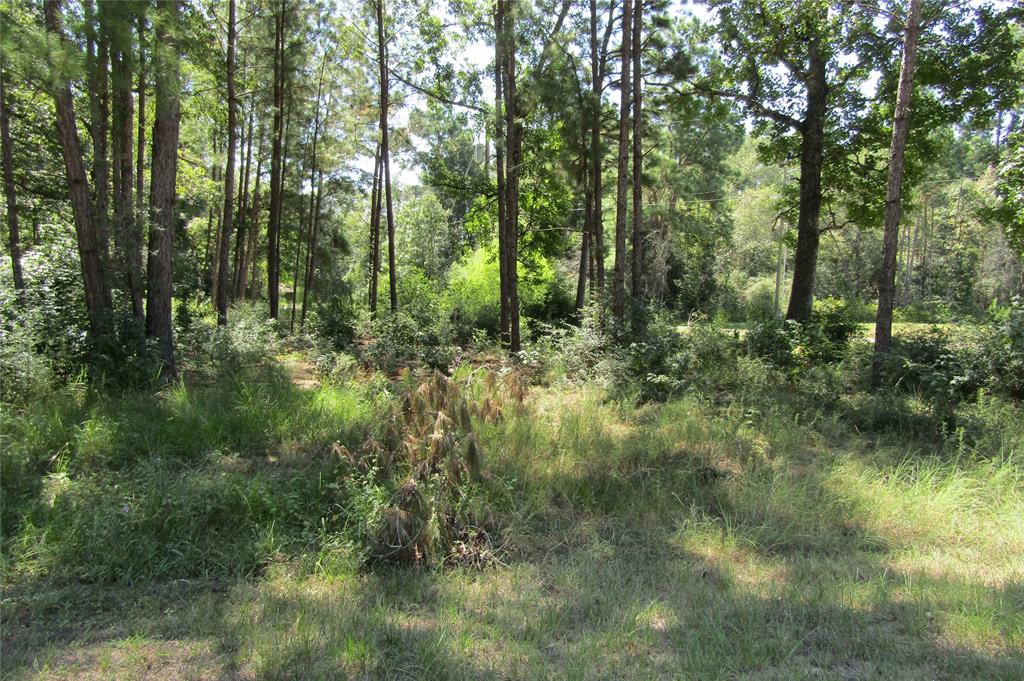 a view of a forest with trees