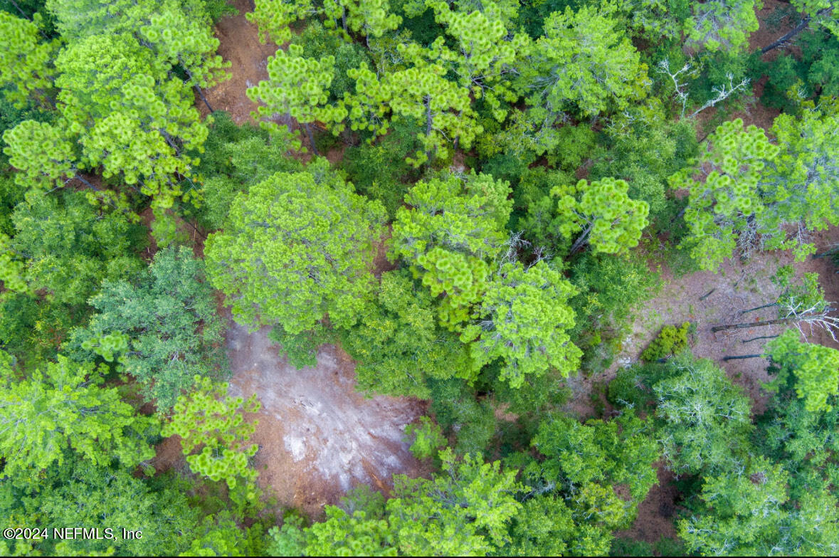 a view of a garden with a tree