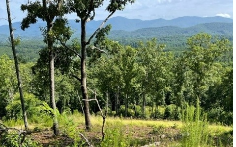 a view of a lush green forest with a house in the background