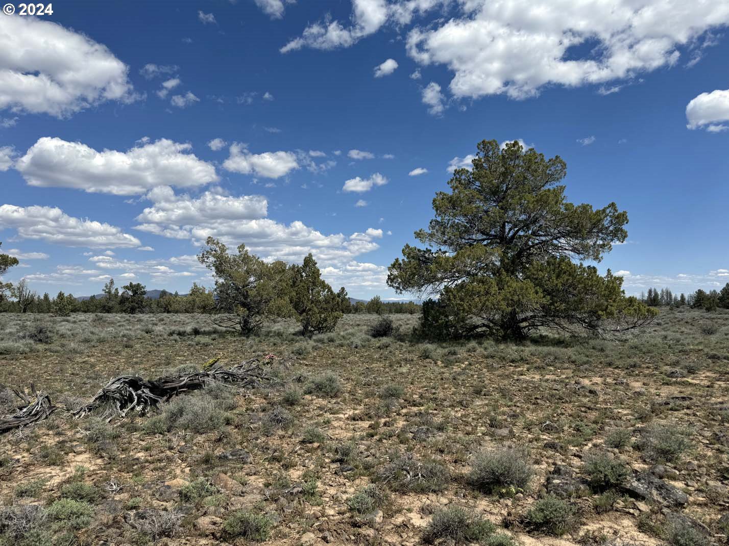 a view of a dry yard with trees