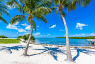 a view of a yard with palm tree