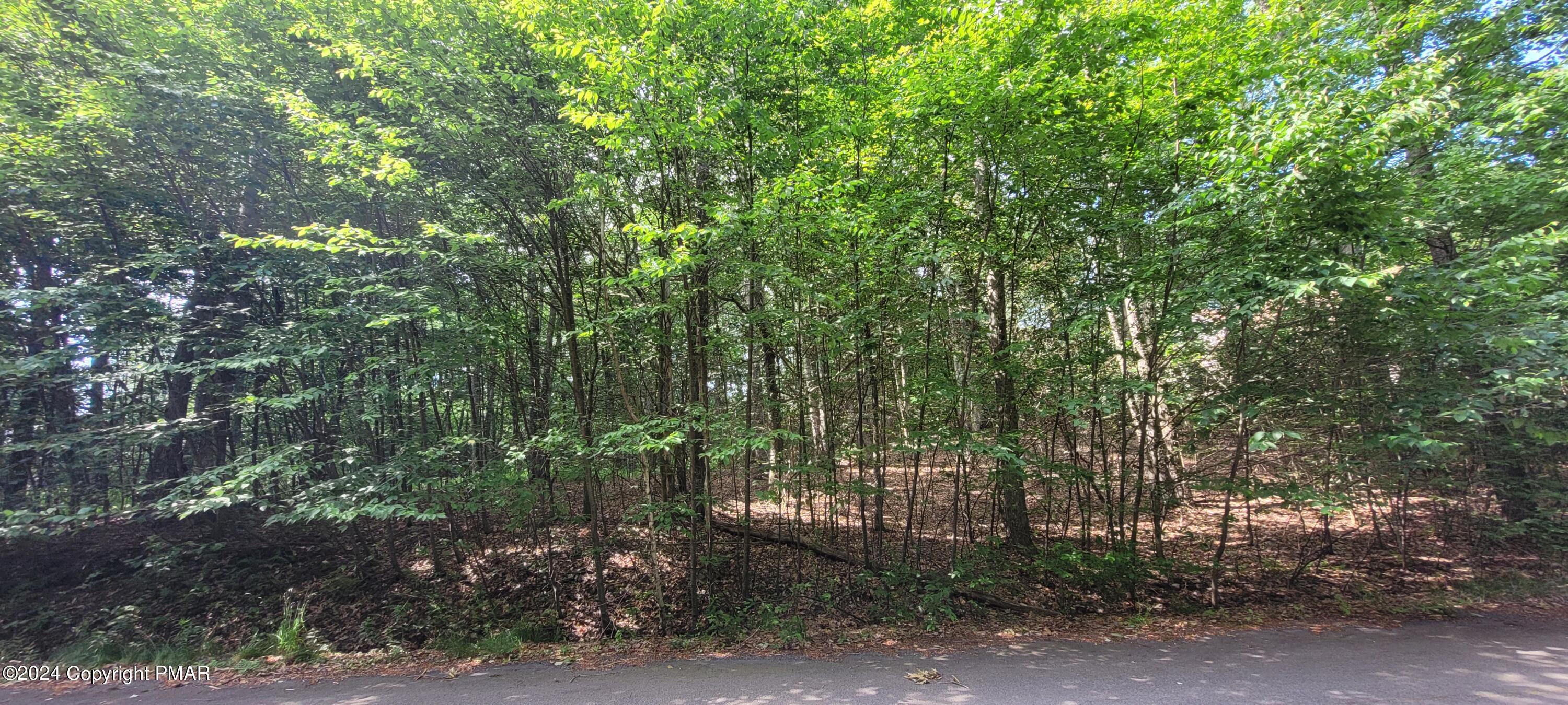 a view of a forest with trees in front of it