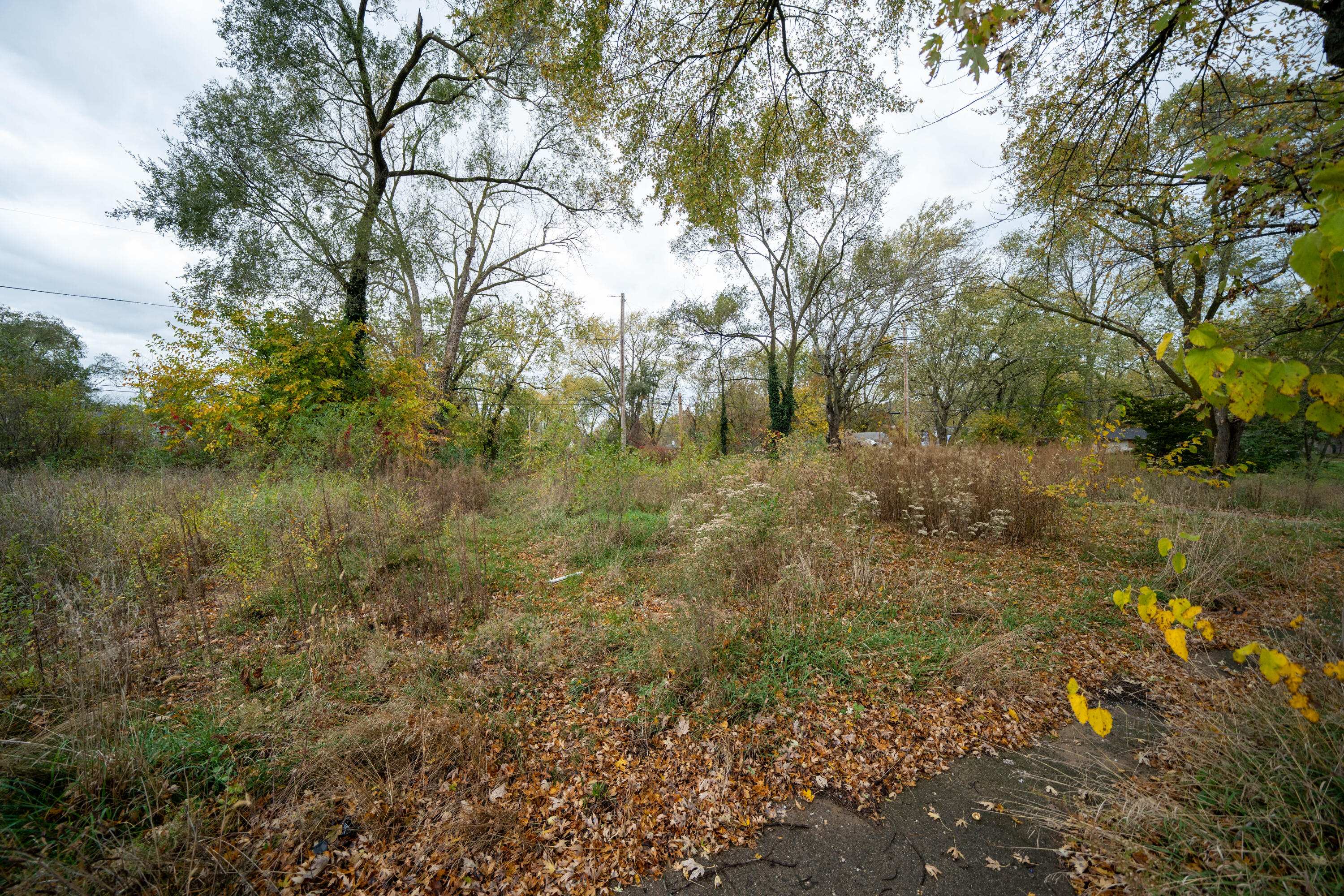 a view of a yard with large trees