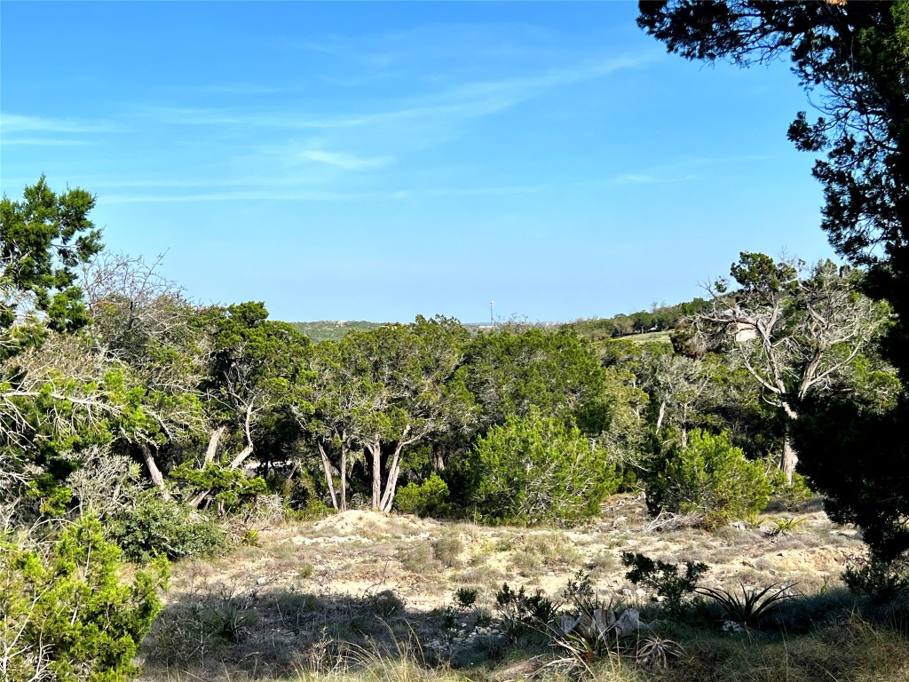 a view of a yard with a tree