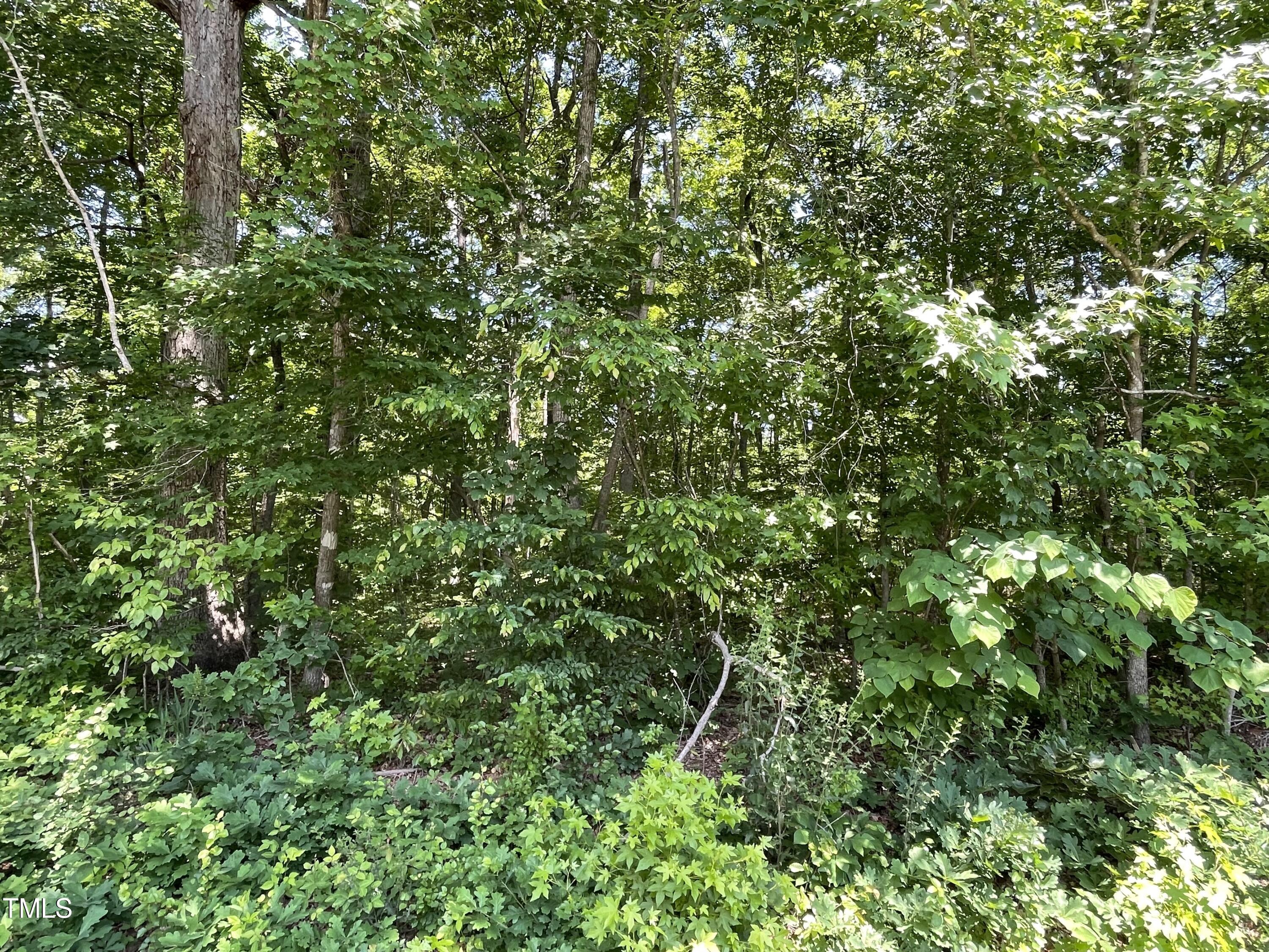 a view of a lush green forest