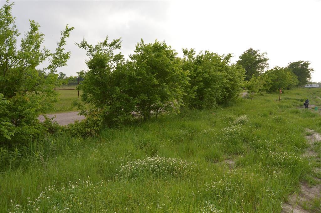 a view of a lush green space