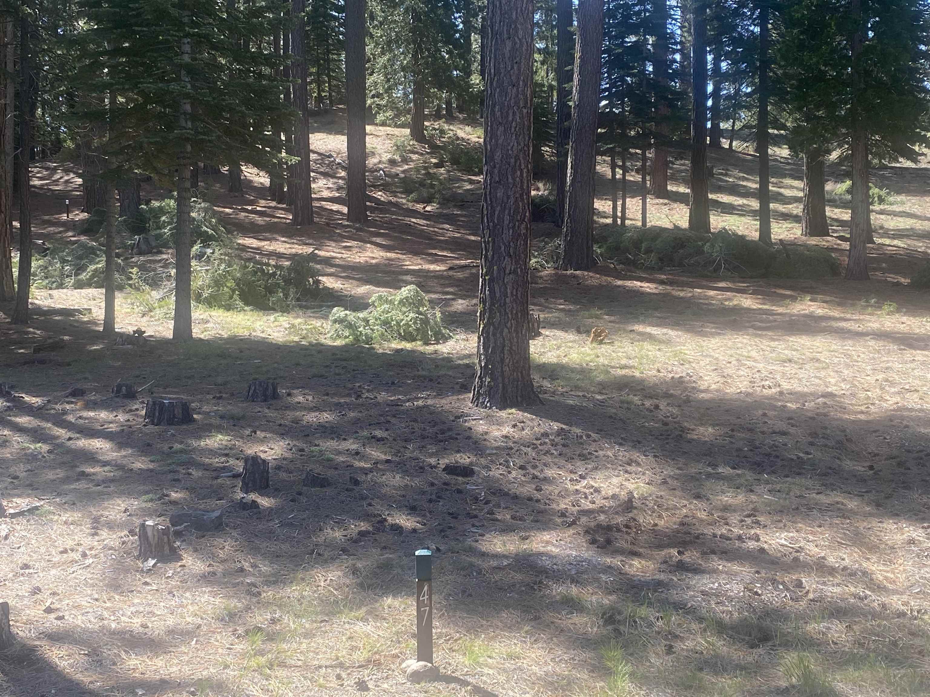 a view of a yard with trees