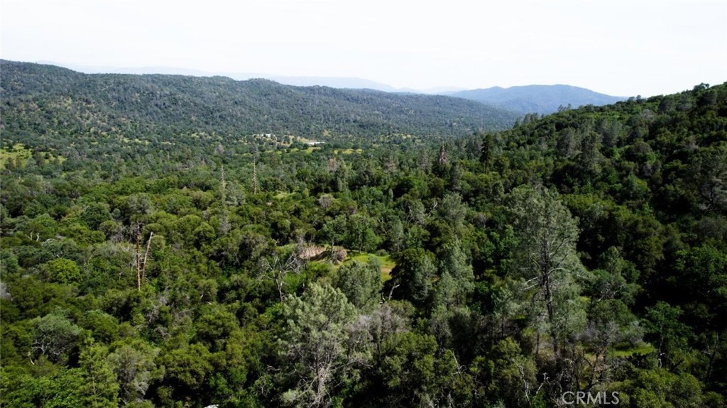 a view of a lush green forest with trees in the background