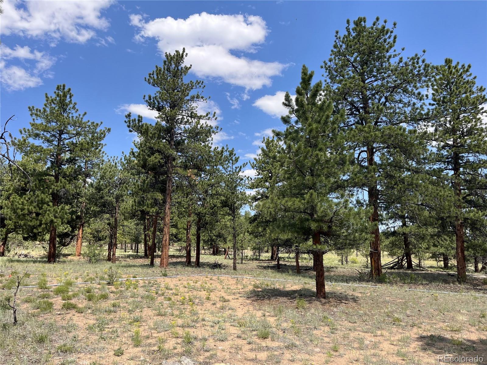 a view of a yard with a tree