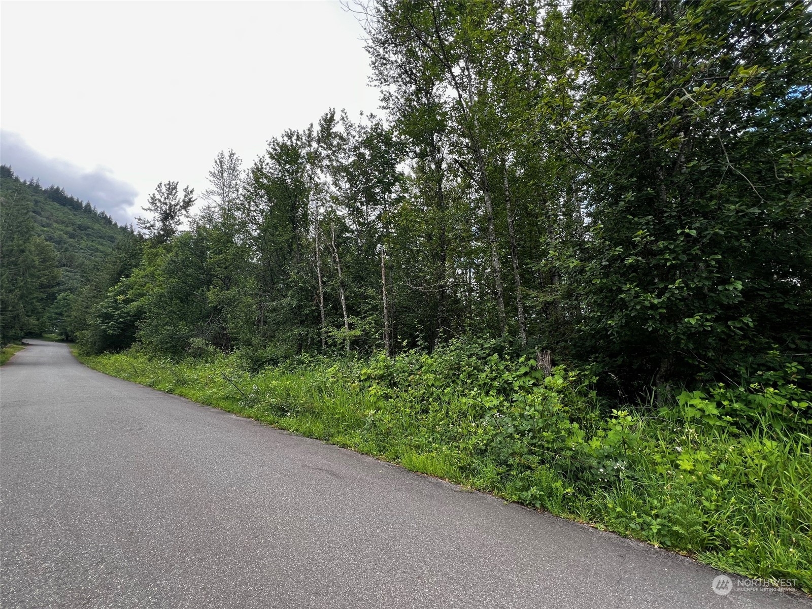 a view of a forest with trees in the background