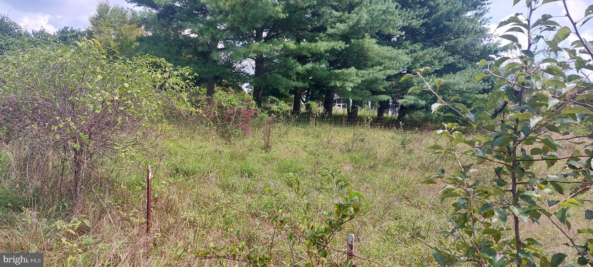 a view of a forest