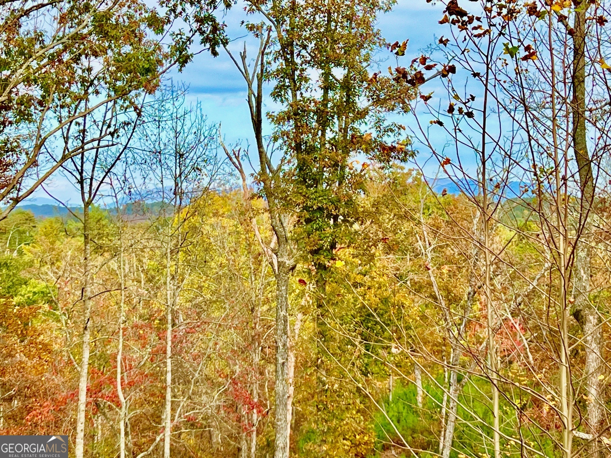 a view of a yard with a tree