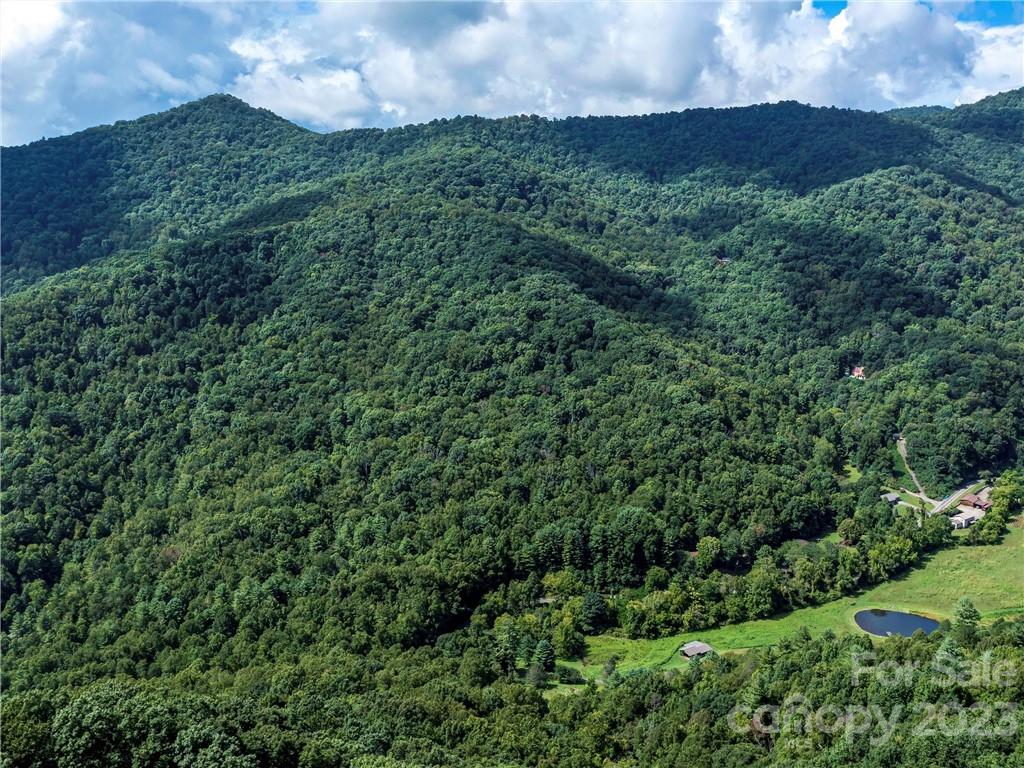 a view of a lush green forest with lots of trees