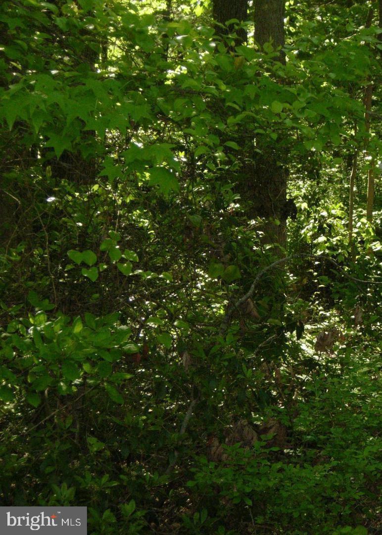 a view of a tree