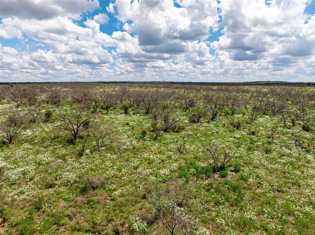 a view of a bunch of trees