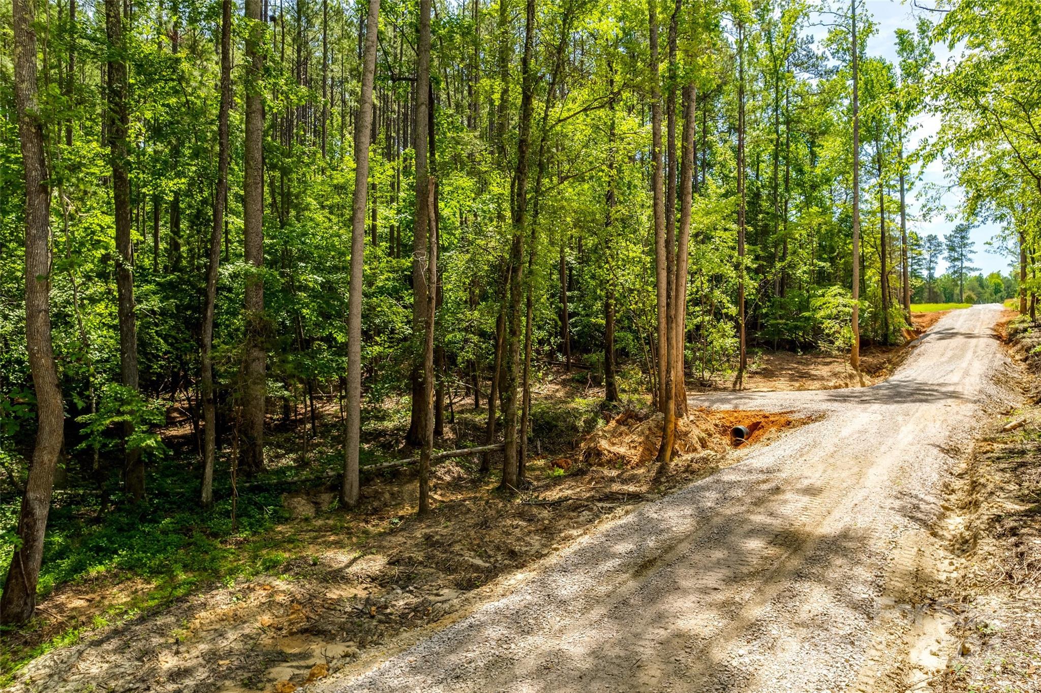 a view of a forest with trees