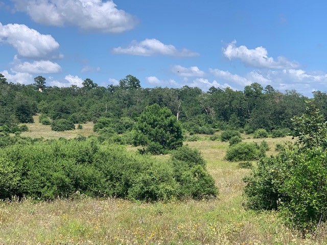 a view of a bunch of trees