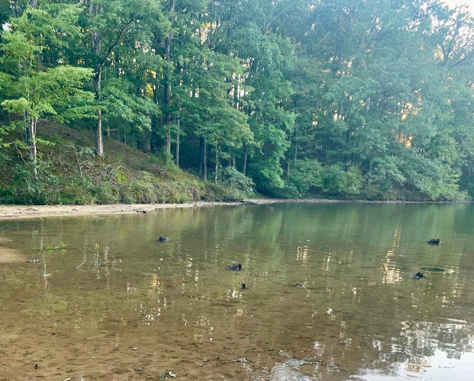 Lake View From Shore