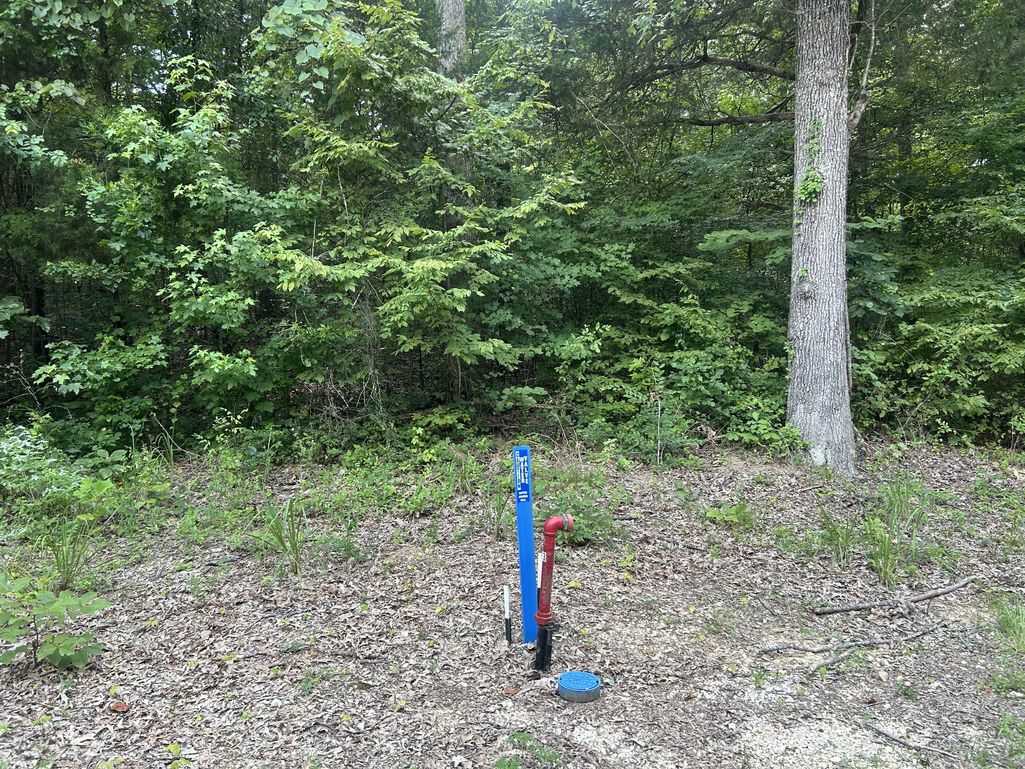 a flag is sitting in the middle of forest