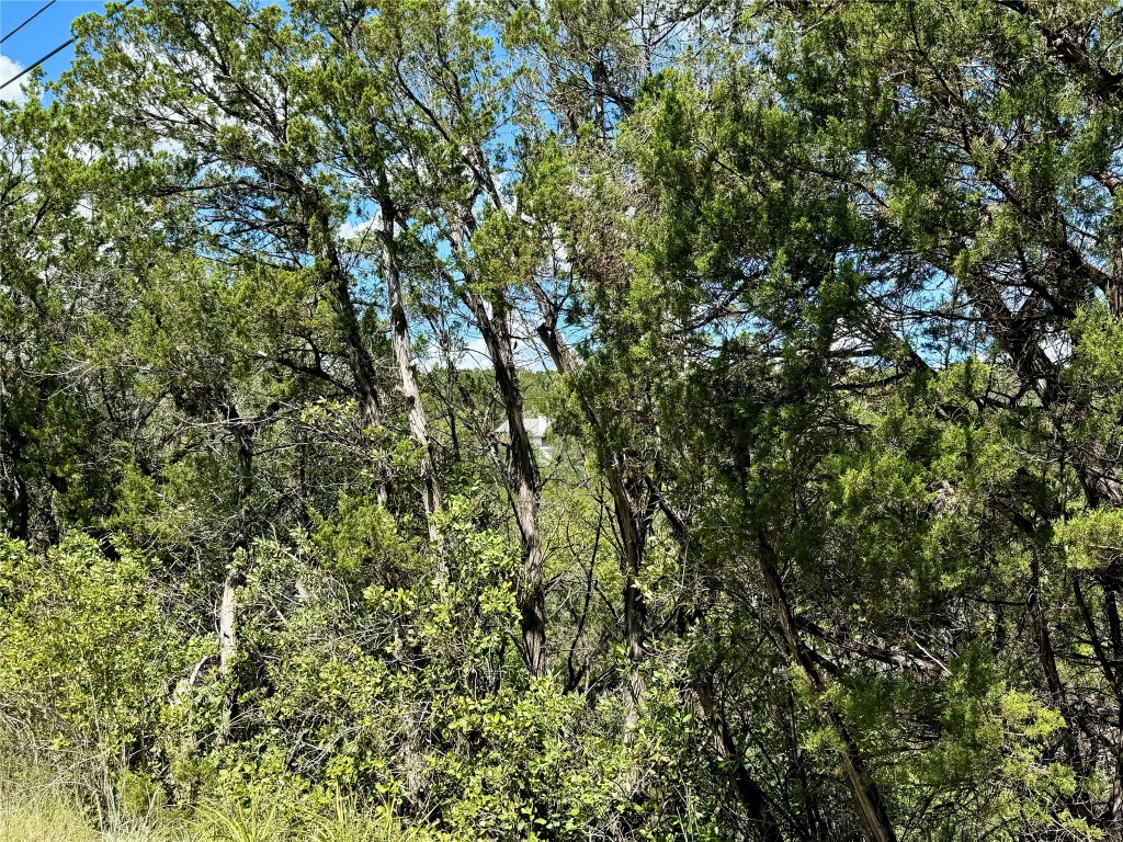 a view of a tree