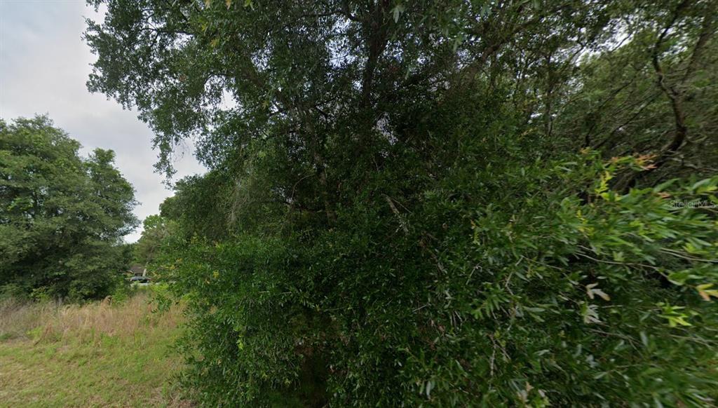 a view of a forest with a tree