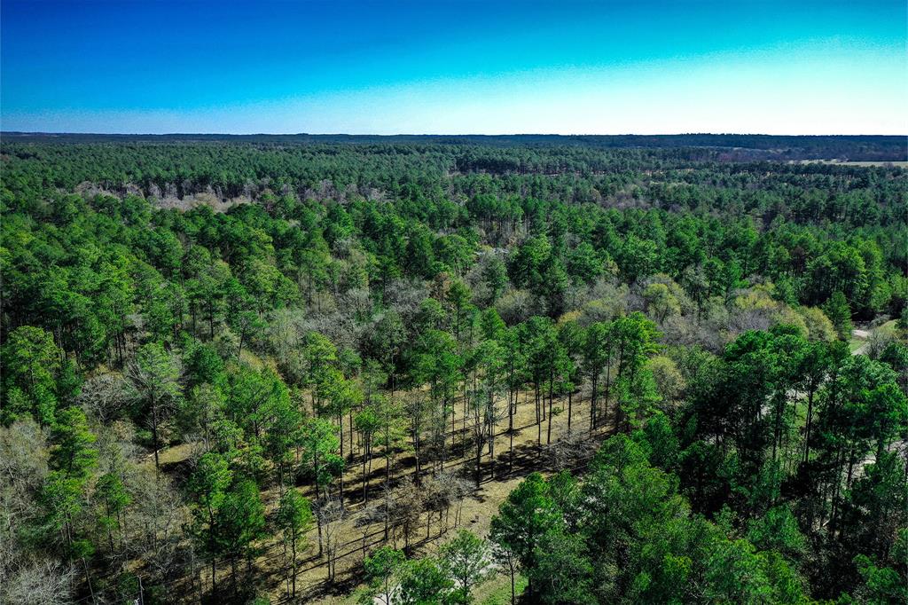 a view of a lush green forest