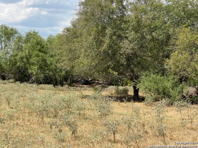 a view of a yard