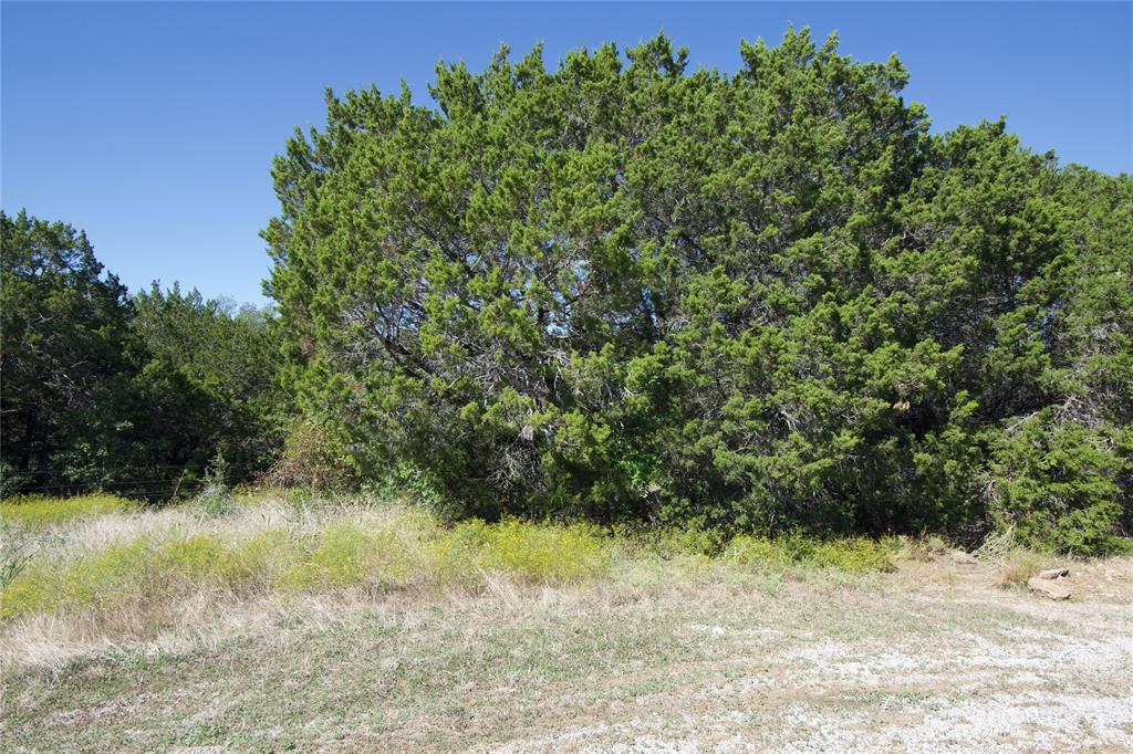 a view of a yard with a tree