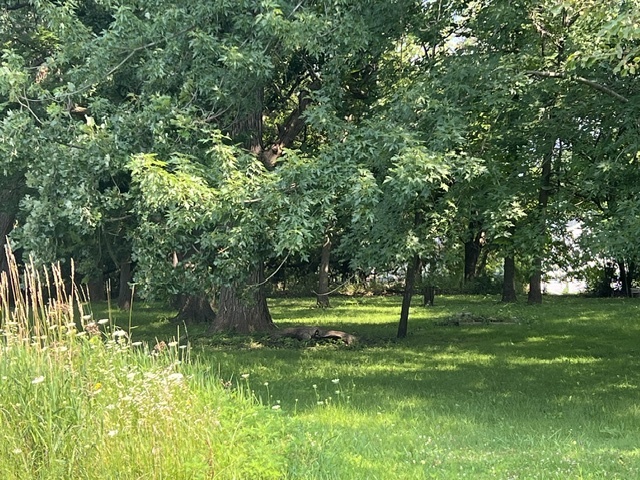 a garden with trees in the background