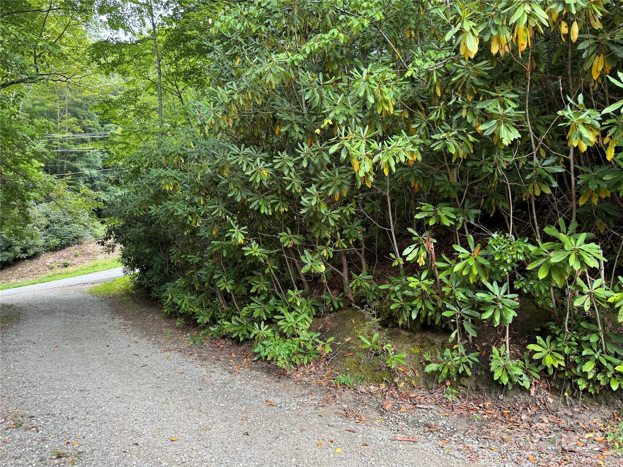 a view of a yard with plants and large trees