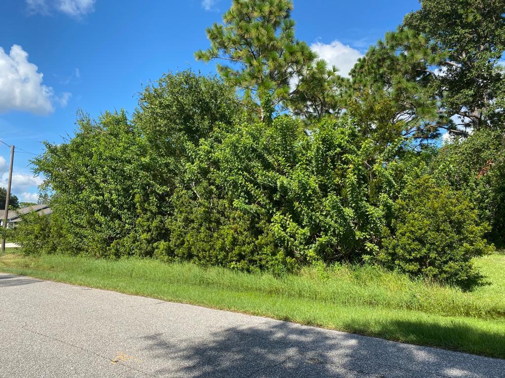 a view of a yard with a tree