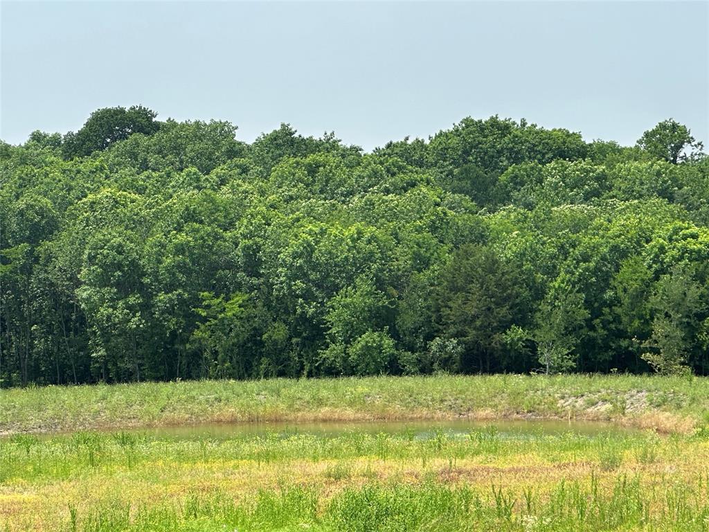 a view of a yard with a large trees