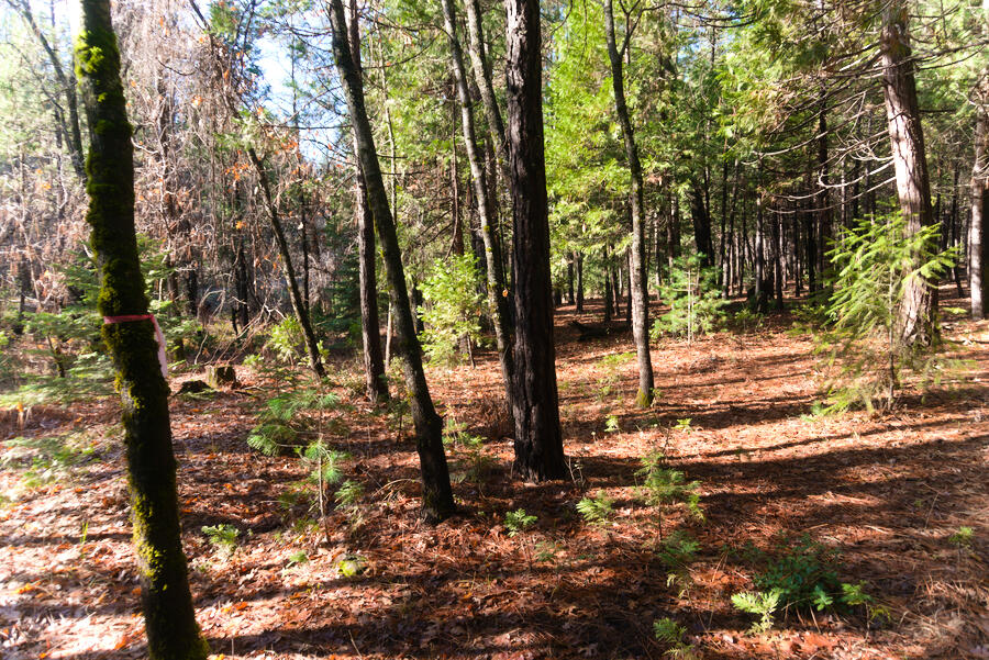 a view of a forest filled with trees