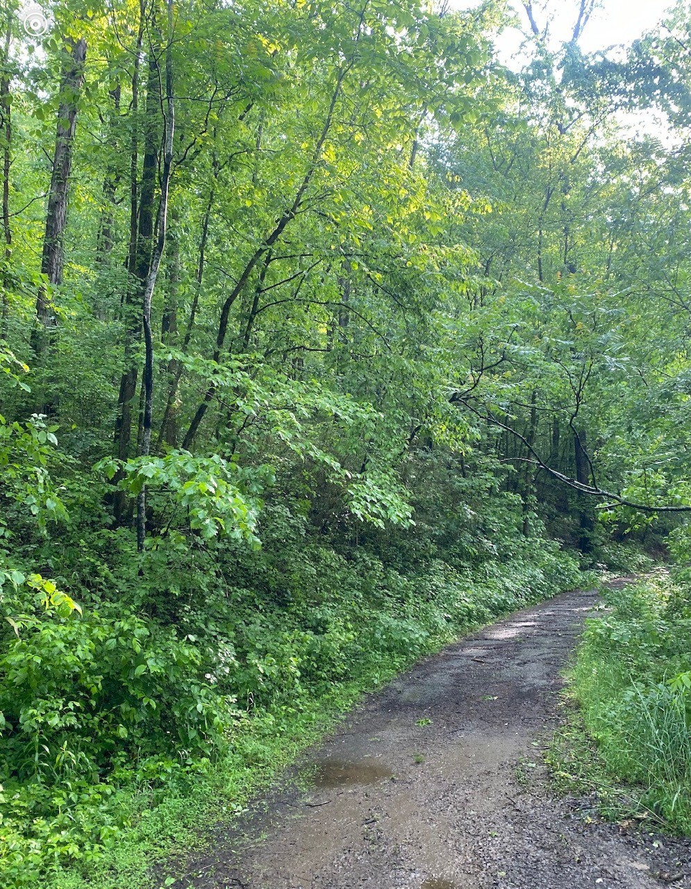 a view of a lush green forest