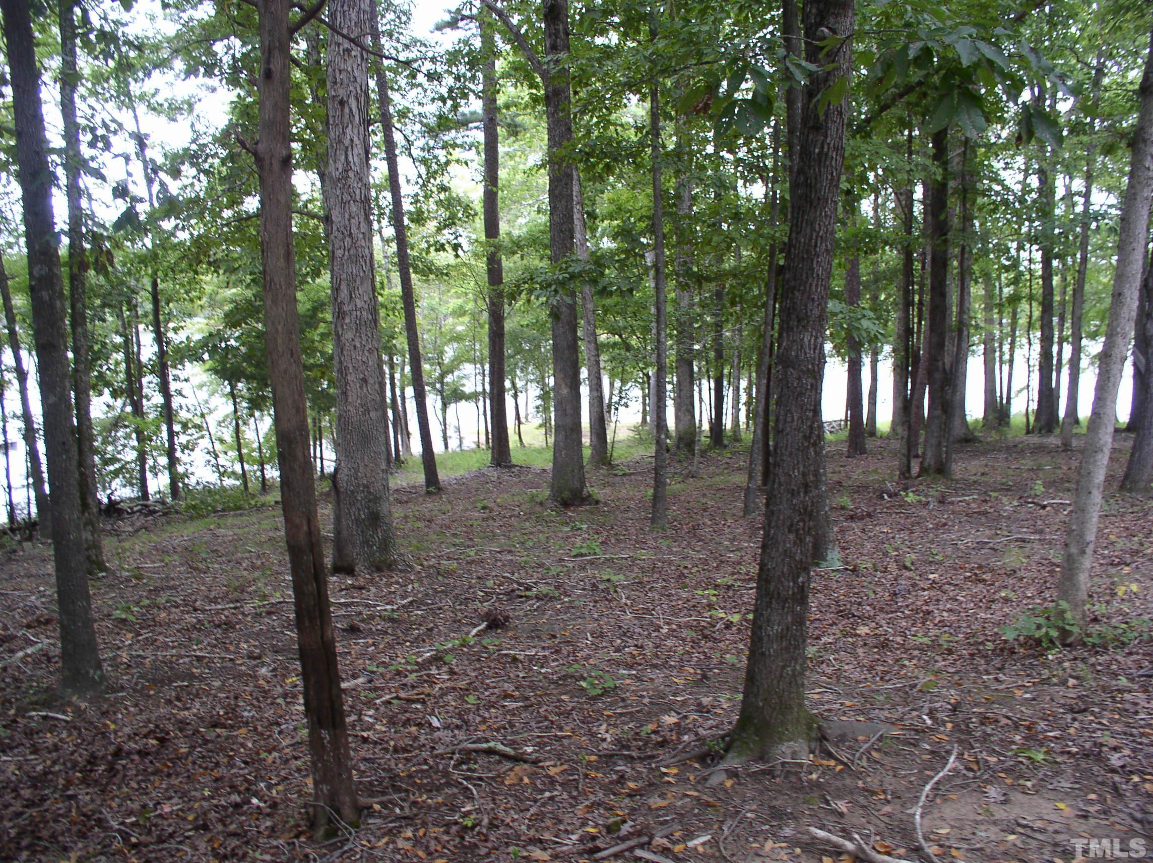 a view of a forest that has large trees