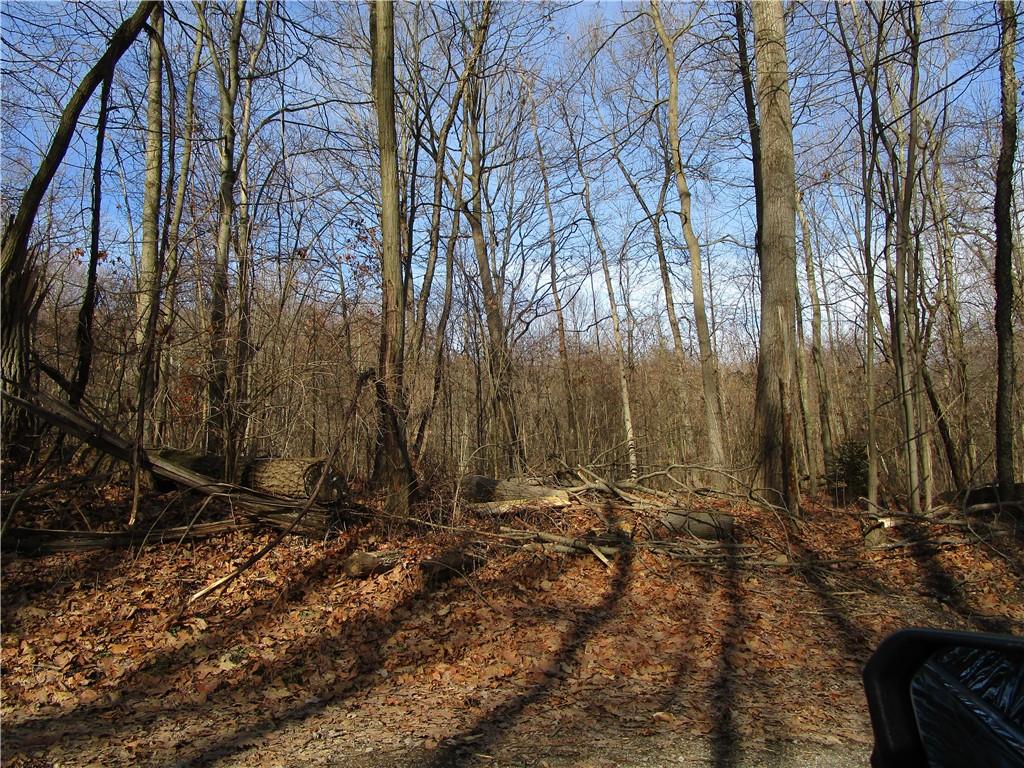 a view of backyard and trees