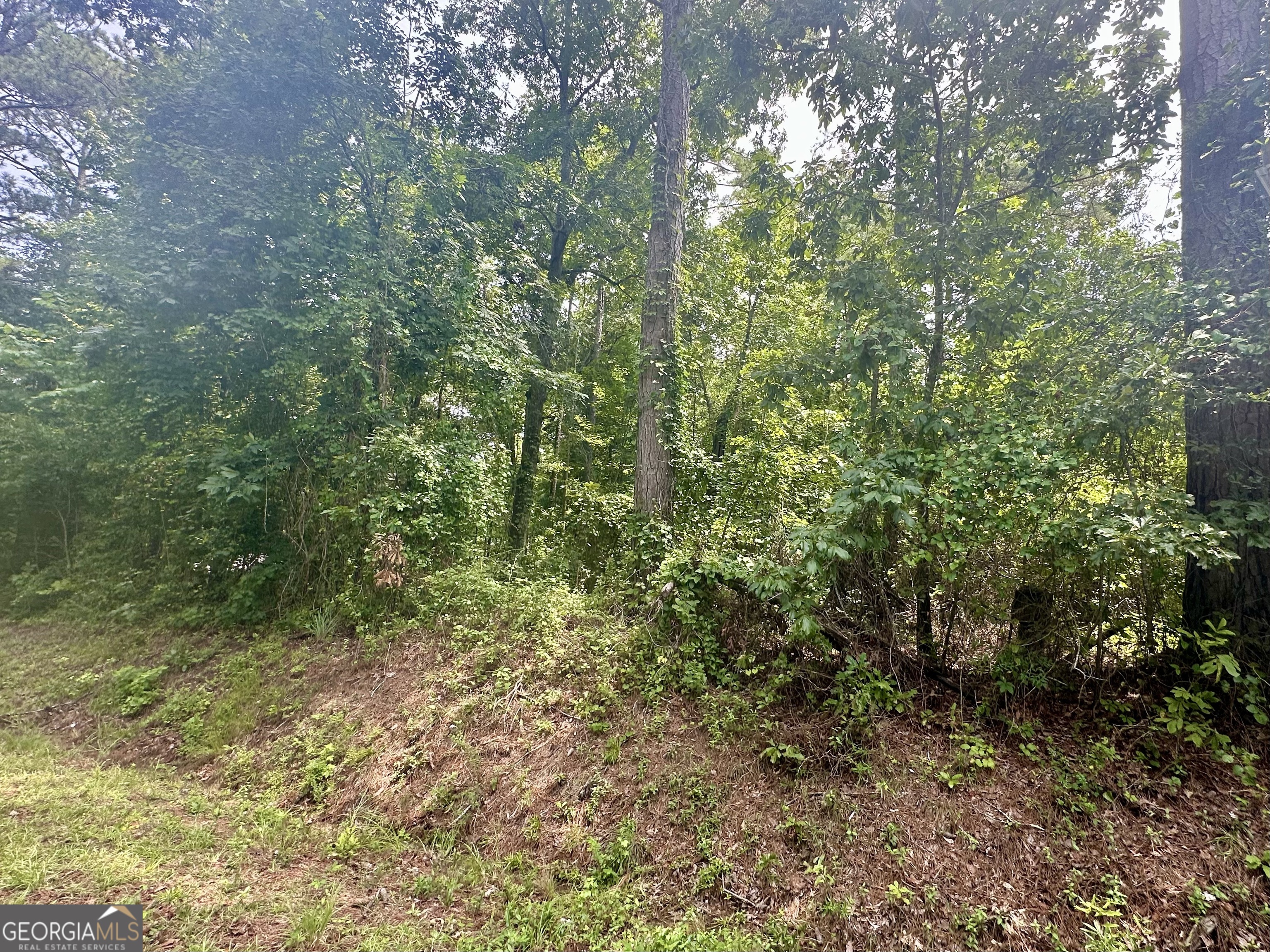 a view of a lush green forest