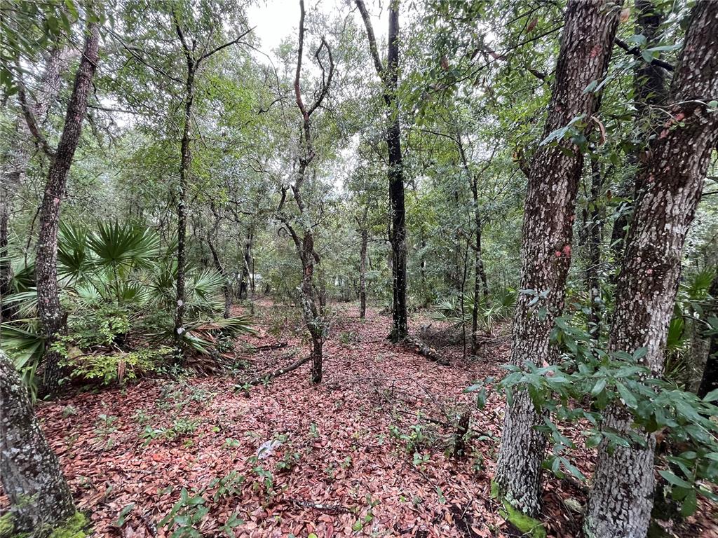 a view of a forest with trees in the background