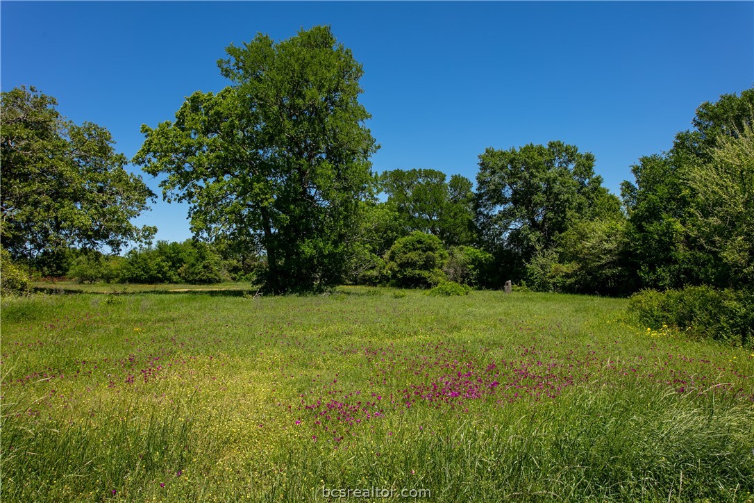 a view of a field of grass and trees