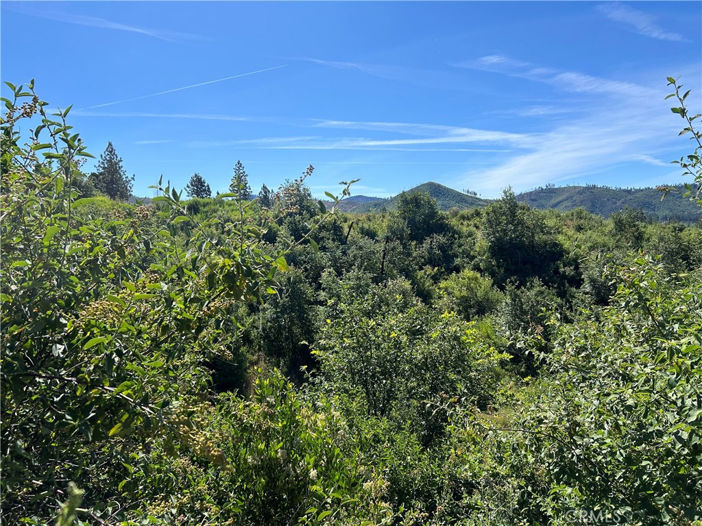 a view of a bunch of trees