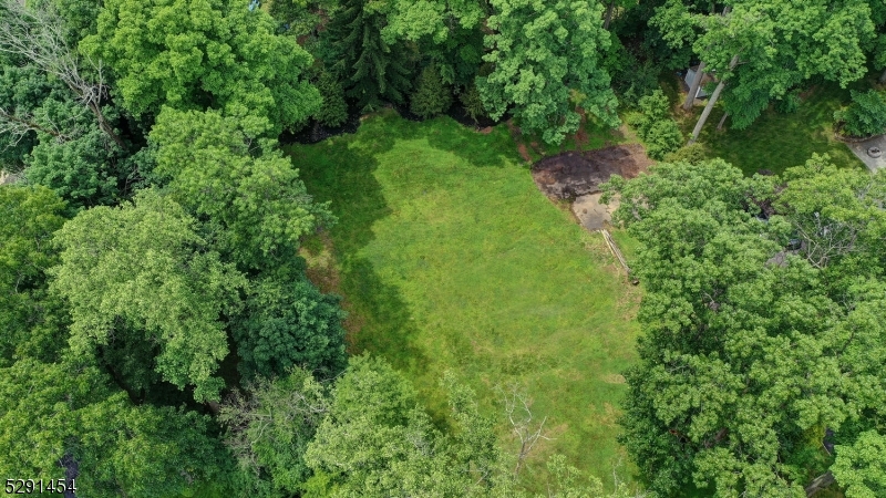 a lush green forest with lots of trees