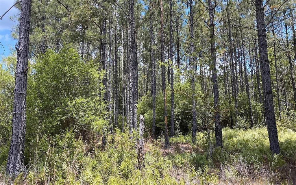 a view of forest